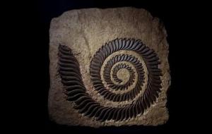 旋齿鲨真的存在吗（现在灭绝了吗）