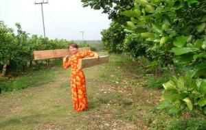 巴沙木是世界上最轻的木材(巴沙木结实吗)