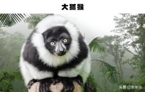 人类囚禁的6种有趣的动物