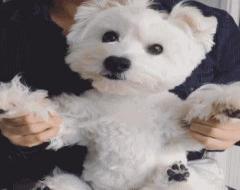 西高地白梗犬聪明吗(多少钱一只)