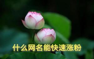 容易涨粉的昵称(吸引人的名字)