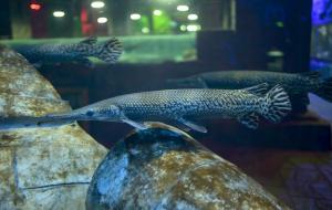 鳄雀鳝天敌和克星是什么(鳄雀鳝危害)