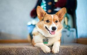 狗寿命排行（15种常见宠物狗“寿命榜”）