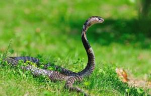 舟山眼镜蛇几级保护动物(大憨憨)