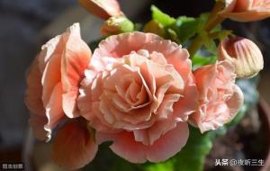 海棠花未眠什么意思