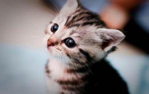 怎么确定猫认主人了