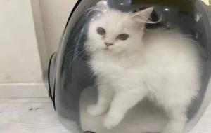 肿瘤晚期主人给猫咖留纸条托付爱猫:遗弃的猫咪破防