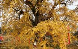 银杏树必须一公一母才结果吗