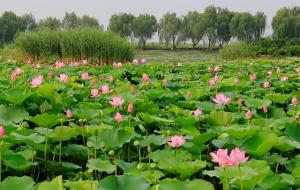 荷花的寓意象征是什么意思