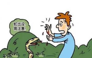 蛇獴为什么免疫蛇毒(蛇獴能干掉眼镜王蛇吗)