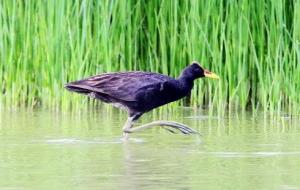 秧鸡与董鸡的区别（秧鸡是野鸡吗）