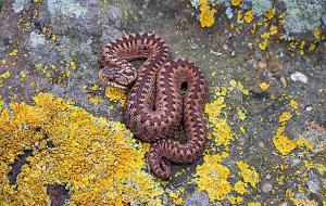 土球子蛇学名是什么(东北异物志之土球子)