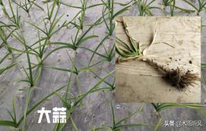 大蒜最忌讳的3种肥料