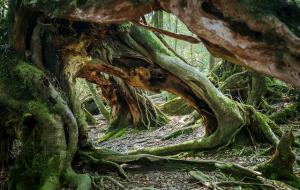 世界上最可怕的巨蛇：吞人 女人连衣服被生吞