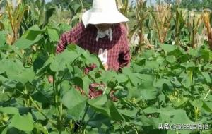 计划生育最严重的几年（90年代计划生育惨状）