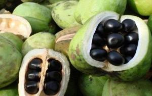 文冠果的前景与经济效益