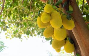 吃完菠萝蜜千万别碰5种食物