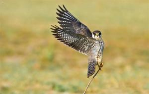 燕隼是几级保护动物(燕隼鸟多少钱一只)