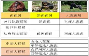银背大猩猩一拳力量(银背大猩猩和老虎哪个厉害)