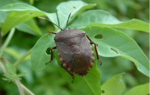 臭大姐是益虫还是害虫（臭大姐能吃吗）