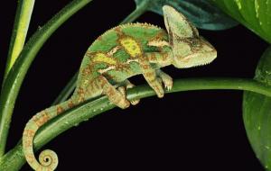 寿命最短的动物是什么(排名)