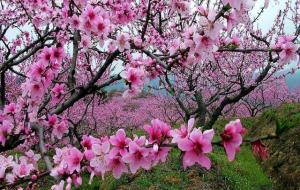 桃花是什么季节开的（春季）