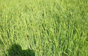 提摩西草在农村叫什么