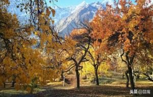 《清平乐 村居》 宋 辛弃疾