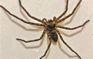 白额高脚蛛会爬床上吗（网红蜘蛛只爬墙不爬床）