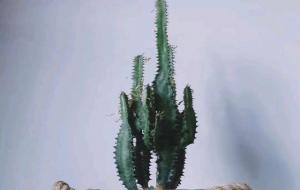 镇宅最吉利的三种花（3种镇宅花）