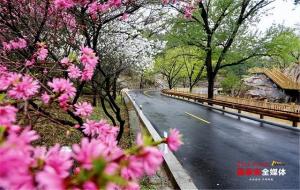 桃花峪(山东泰安景点)