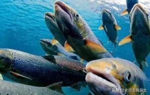 哲罗鱼是什么鱼（哲罗鲑是海鱼吗）