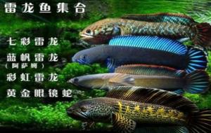 雷龙鱼怎么养（雷龙鱼水温多少合适）