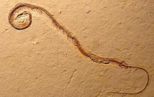 红尾蚺,百斤大蟒蛇潜伏在塘内偷吃