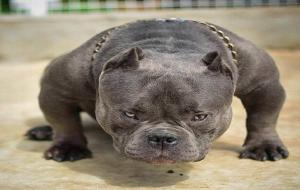 恶霸犬好养吗（为什么千万别养）