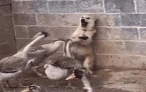 柯尔鸭多少钱一只（柯尔鸭寿命多久）