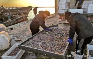 单环刺螠是什么(单环刺螠怎么吃)