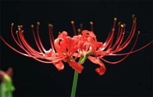 彼岸花可怕的图片，其实并不恐怖