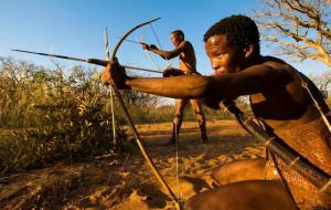 箭毒蛙是保护动物吗(箭毒蛙介绍)