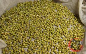 怎样发豆芽又快又简单