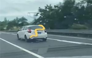 黄金蟒当宠物养?约4米长黄金蟒盘踞车尾