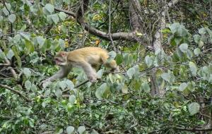 金钱豹灭绝了吗（没有）