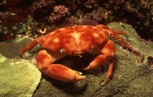 正直爱洁蟹有毒吗（正直爱洁蟹名字由来）