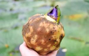 鸡头米是什么东西