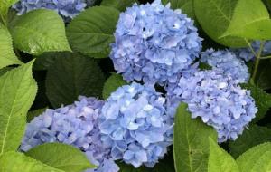 家里为什么不能养绣球花(注意事项)