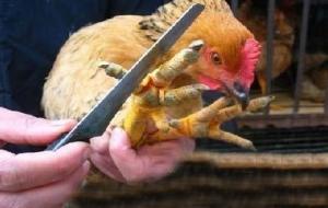 中国十大禁菜有哪些(禁菜是真的吗)