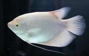 招财鱼寿命一般是多长（招财鱼多少钱一条）