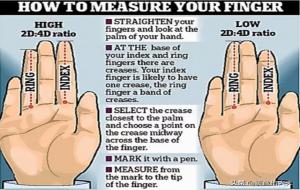 食指比无名指长代表什么意思