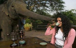 象屎咖啡和猫屎咖啡哪个贵(象屎咖啡是怎么来的)