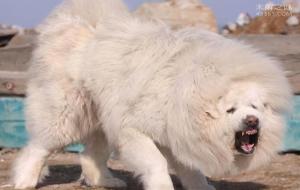 海蓝兽真的存在吗(百科)